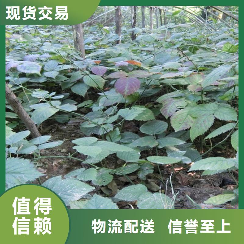 双季树莓苗适合种植地区