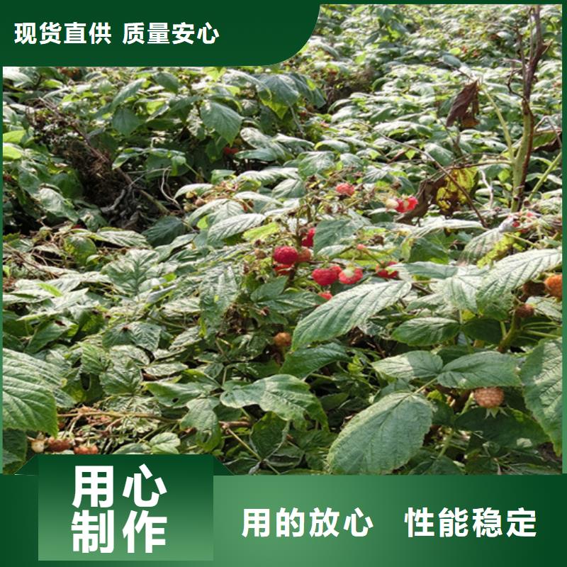 树莓【苹果苗】高品质诚信厂家