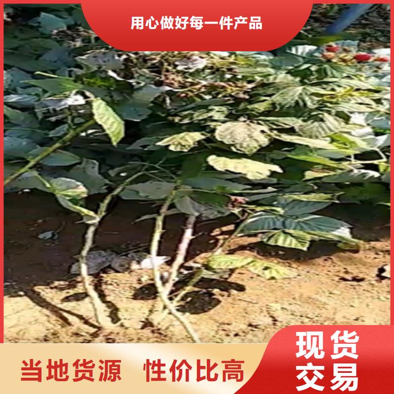 树莓【桃树苗】讲信誉保质量