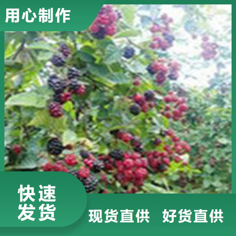 树莓苹果苗精选优质材料