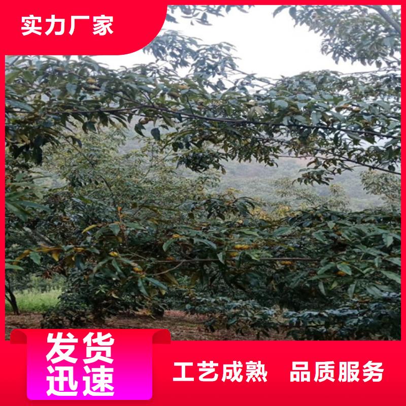 碧根果-石榴树苗适用范围广