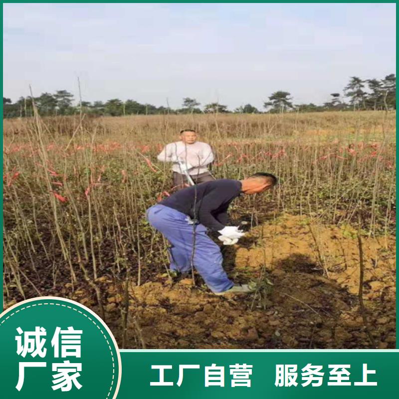 碧根果苹果苗老客户钟爱