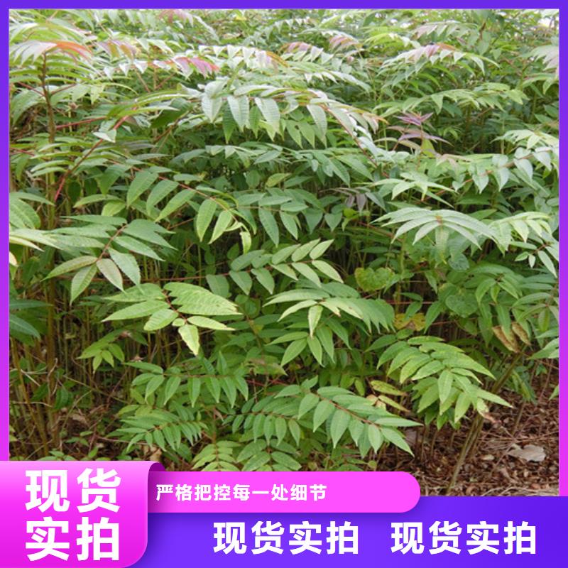 香椿苹果苗价格有优势