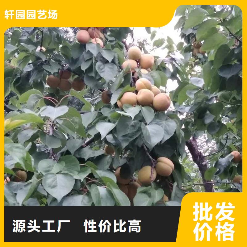 珍珠油杏树苗大棚种植