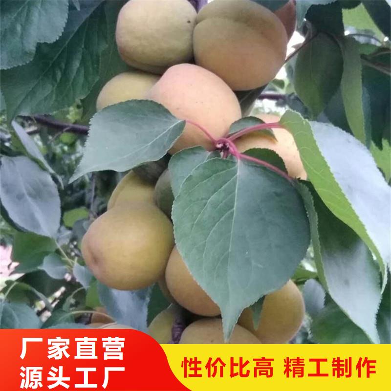 杏石榴树质量安心