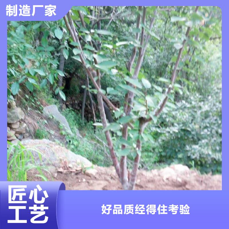 珍珠油杏树苗大棚种植