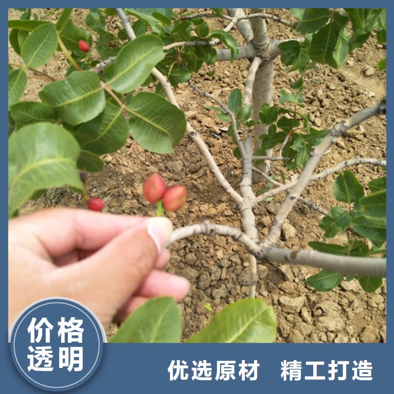 阿月浑子树苗适合种植地区