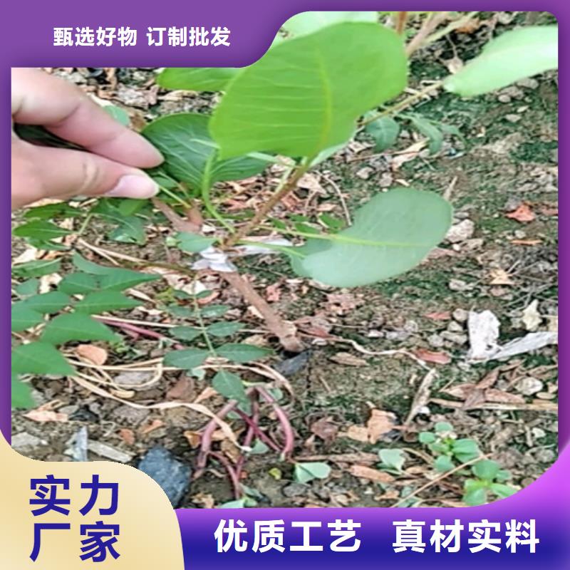 开心果石榴树超产品在细节