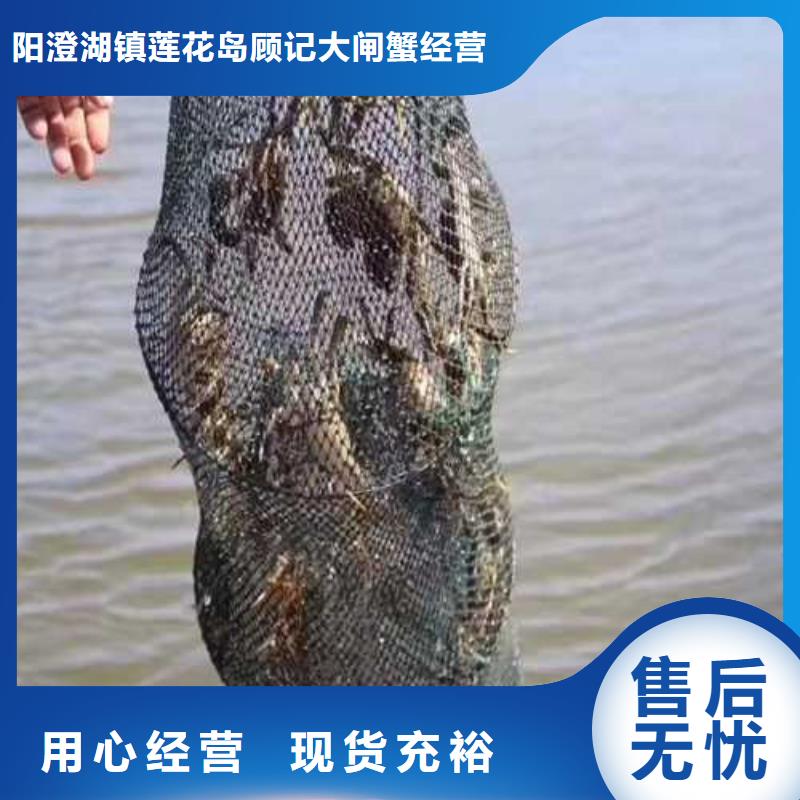 正宗阳澄湖大闸蟹鲜活特大