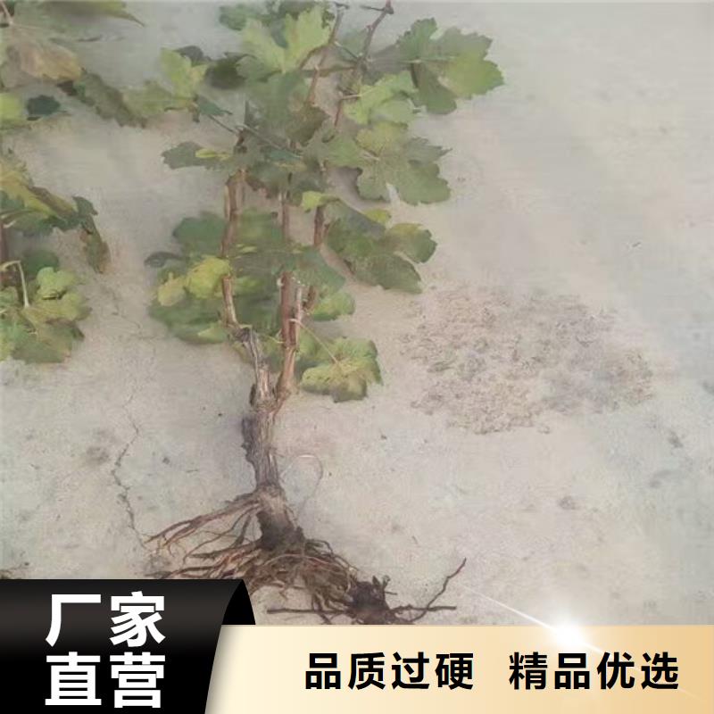 夏黑葡萄苗加工销售