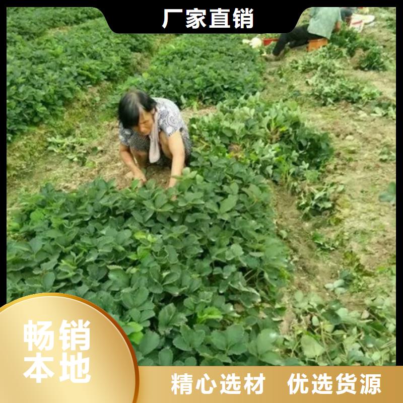 甜宝草莓苗哪里有种植的