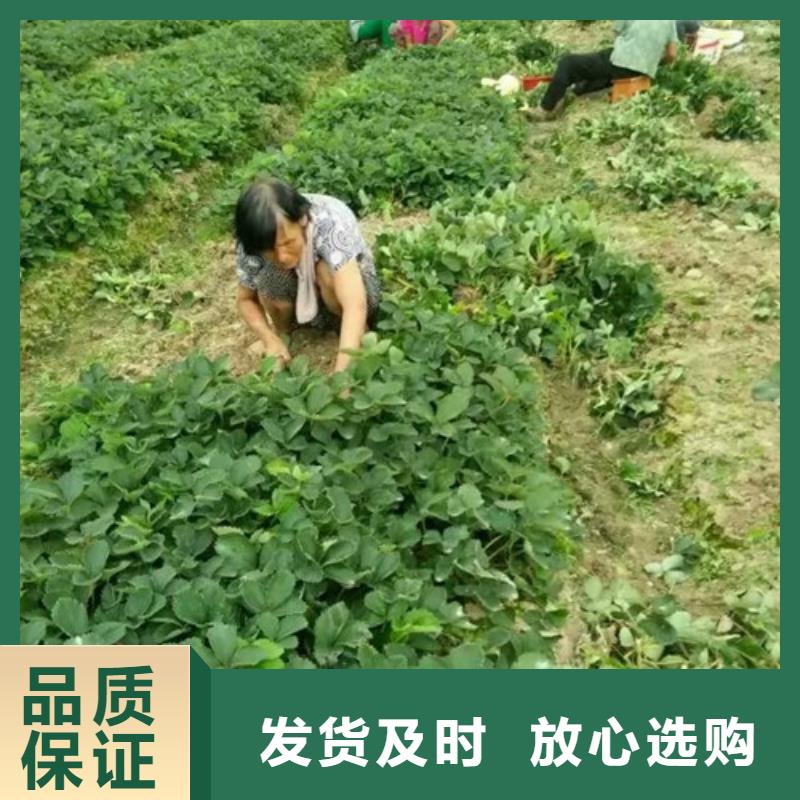 【草莓苗】,果树苗多行业适用