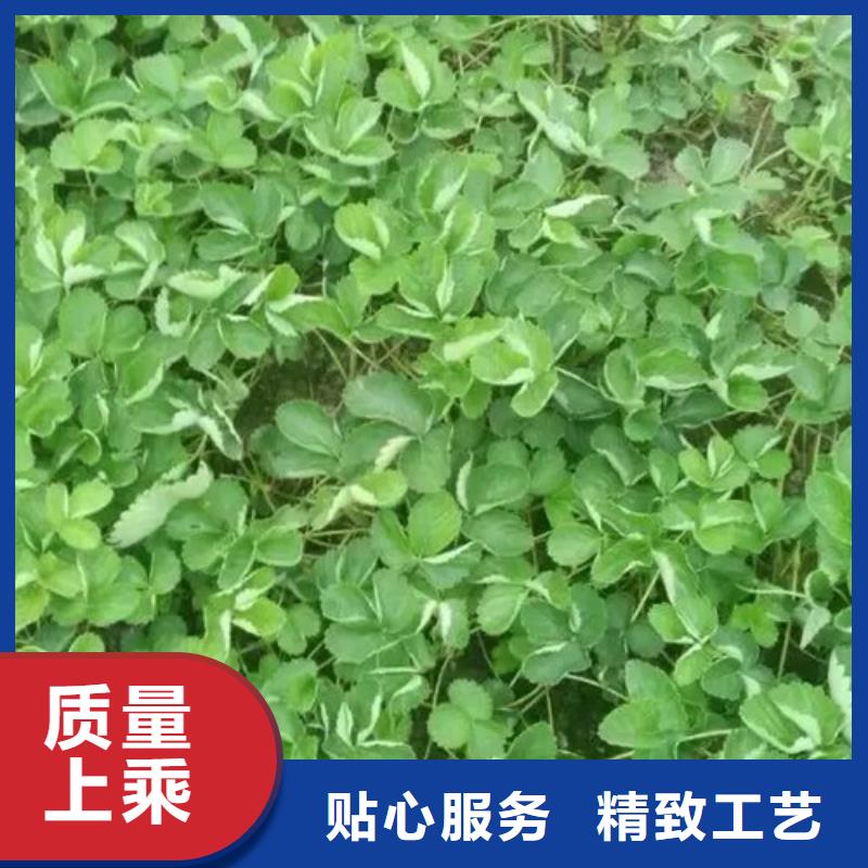 甜宝草莓苗哪里有种植的