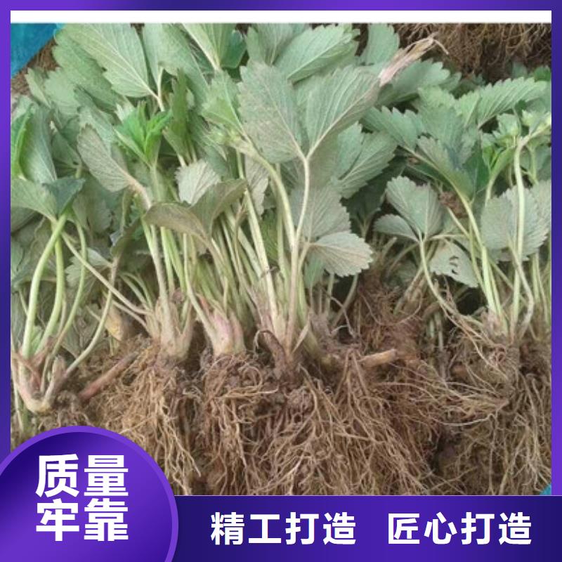 草莓苗苹果苗厂家定制