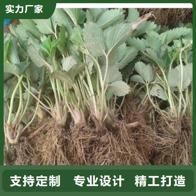 苍梧哪里买菠萝草莓苗，菠萝草莓苗基地批发