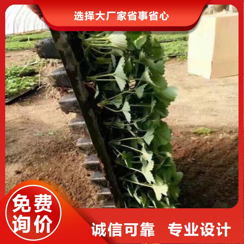 草莓苗樱桃苗好品质售后无忧