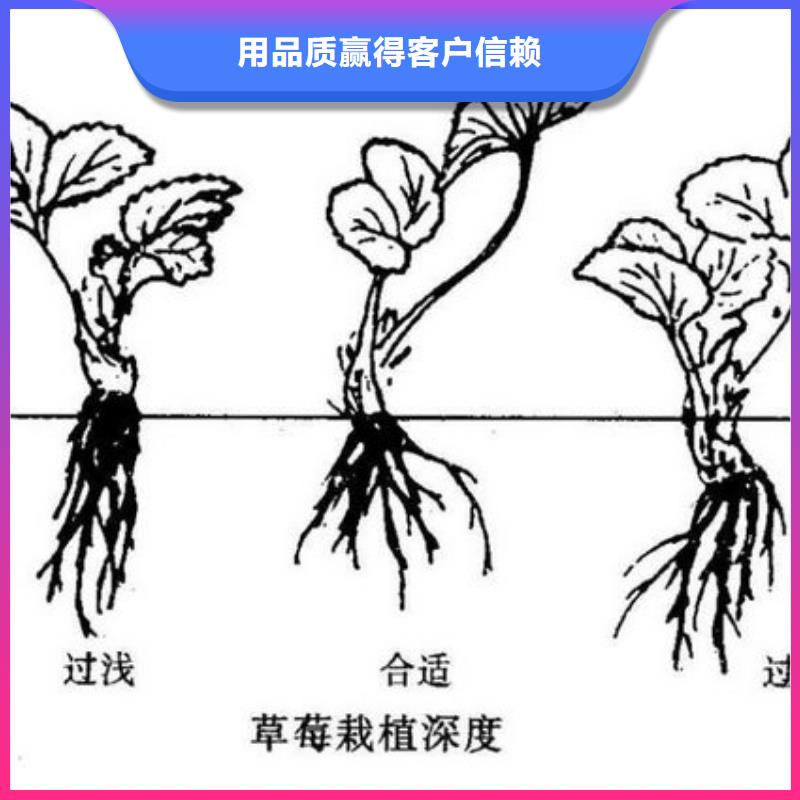 草莓苗果树苗批发基地工厂价格