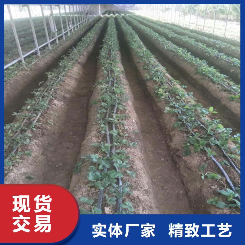 供应白雪公主草莓苗，白雪公主草莓苗栽植密度