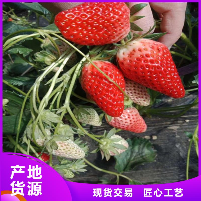 【草莓苗葡萄苗实力大厂家】