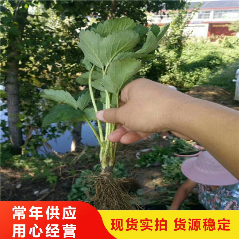 宁玉草莓苗