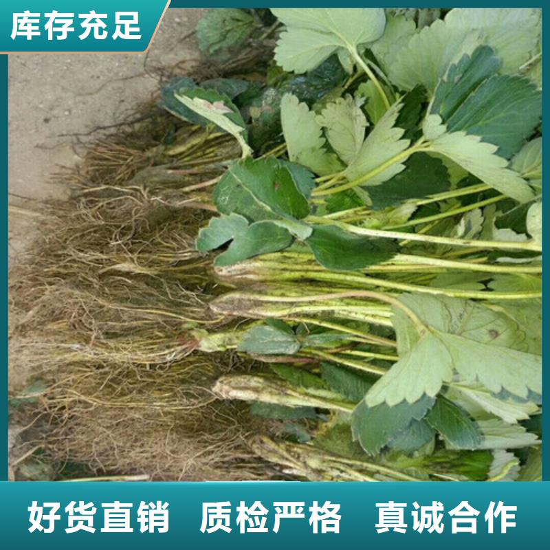 草莓苗樱桃苗好品质售后无忧