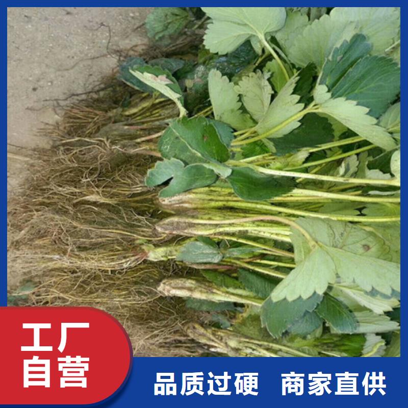 【草莓苗】珍珠枣油桃树苗品质无所畏惧