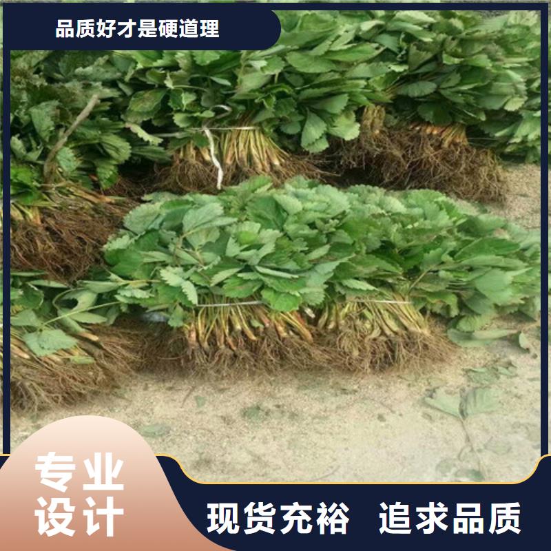 草莓苗梨树苗基地让客户买的放心