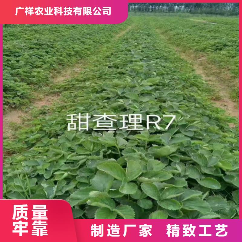 白草莓苗高产丰收