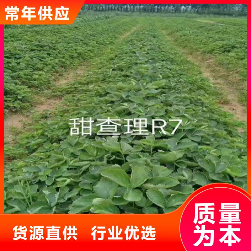 隋珠草莓苗种植地区