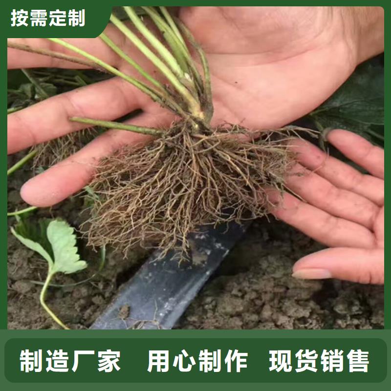 草莓苗梨树苗基地让客户买的放心