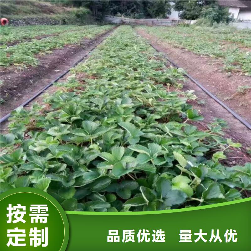 哪里出售奶油草莓苗，奶油草莓苗批发价格