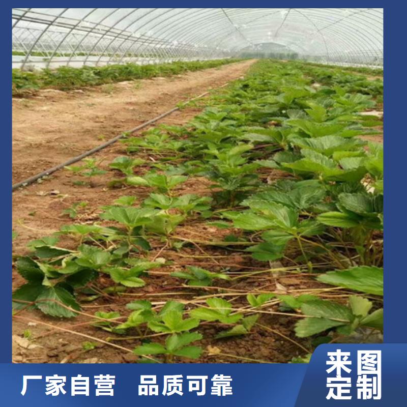 草莓苗果树苗批发基地工厂价格