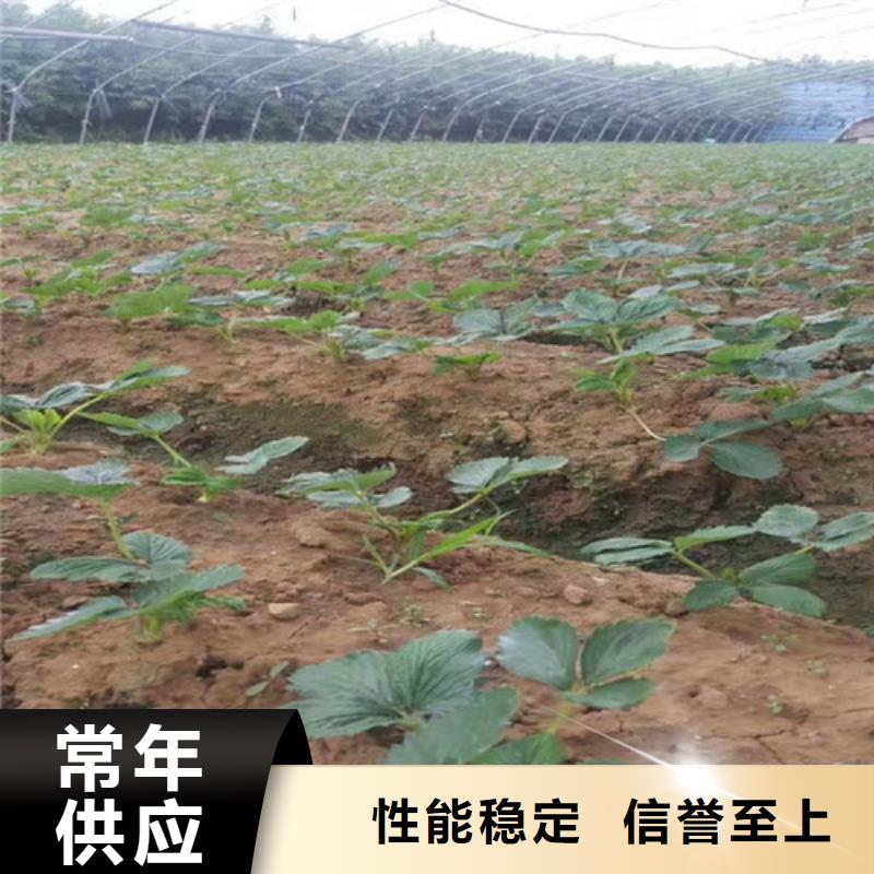 草莓苗苹果苗基地放心购