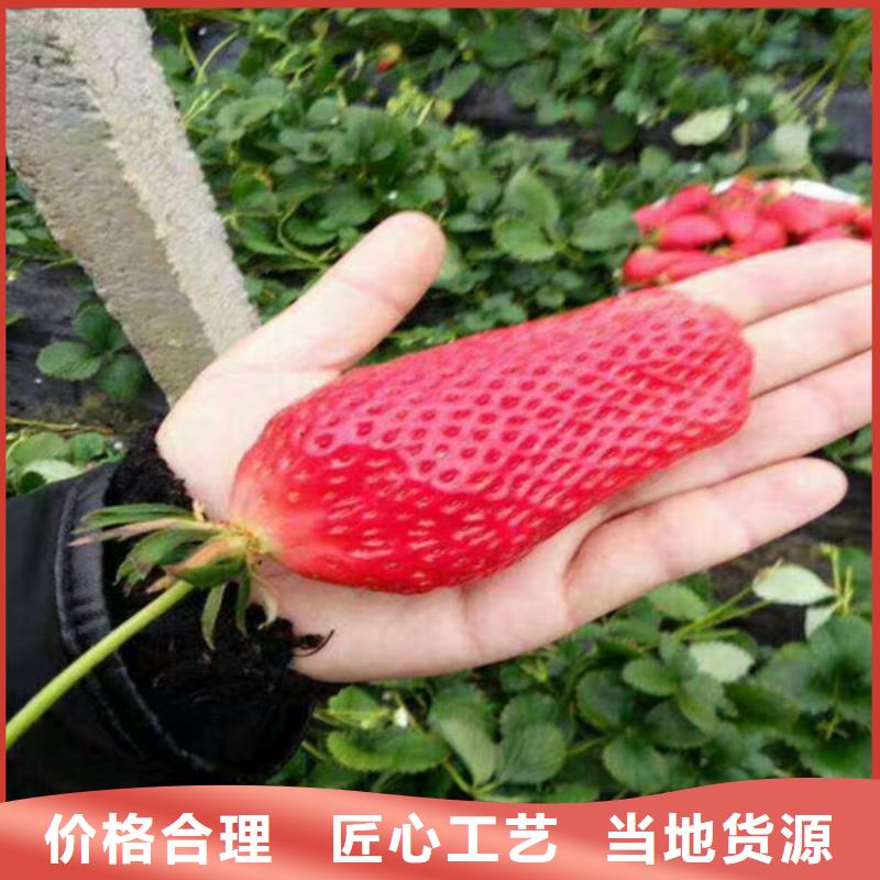 香蕉草莓苗