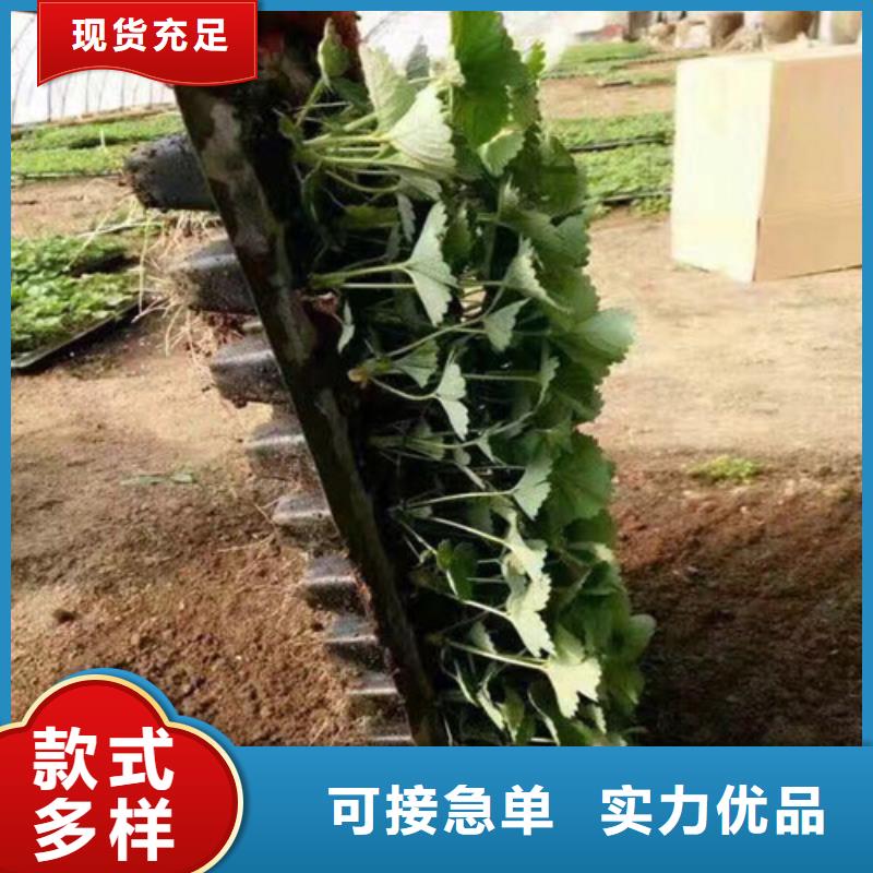 哪里有菠萝草莓苗，菠萝草莓苗哪里纯正