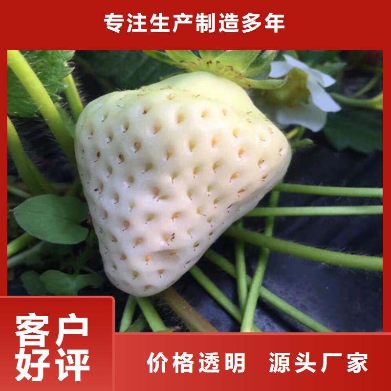 哪里出售奶油草莓苗，奶油草莓苗批发价格