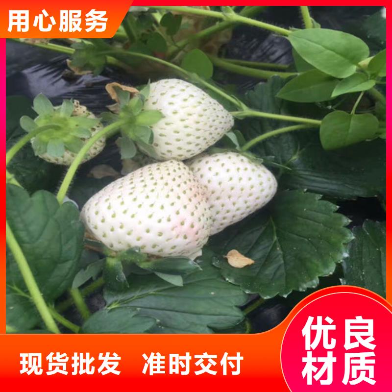 【草莓苗冬桃树苗老品牌厂家】