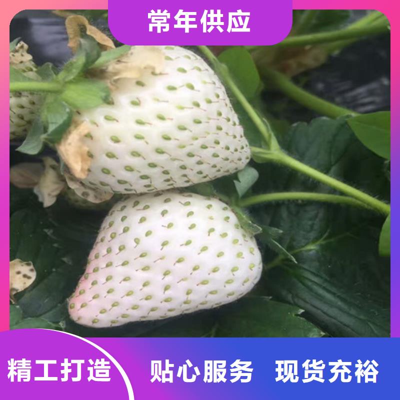 白草莓苗高产丰收