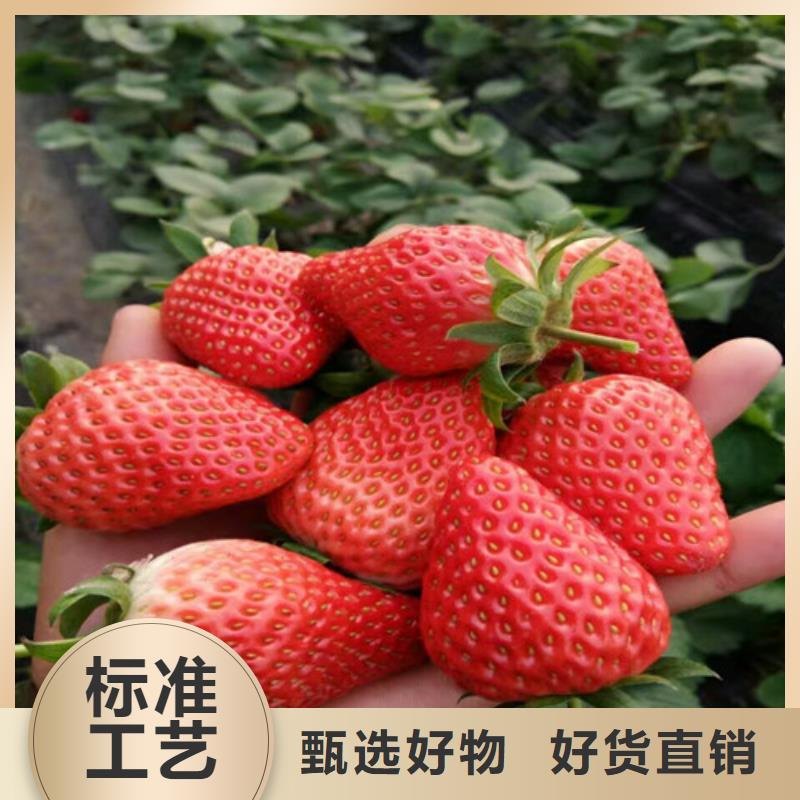 草莓苗【黑珍珠草莓苗】精选好货