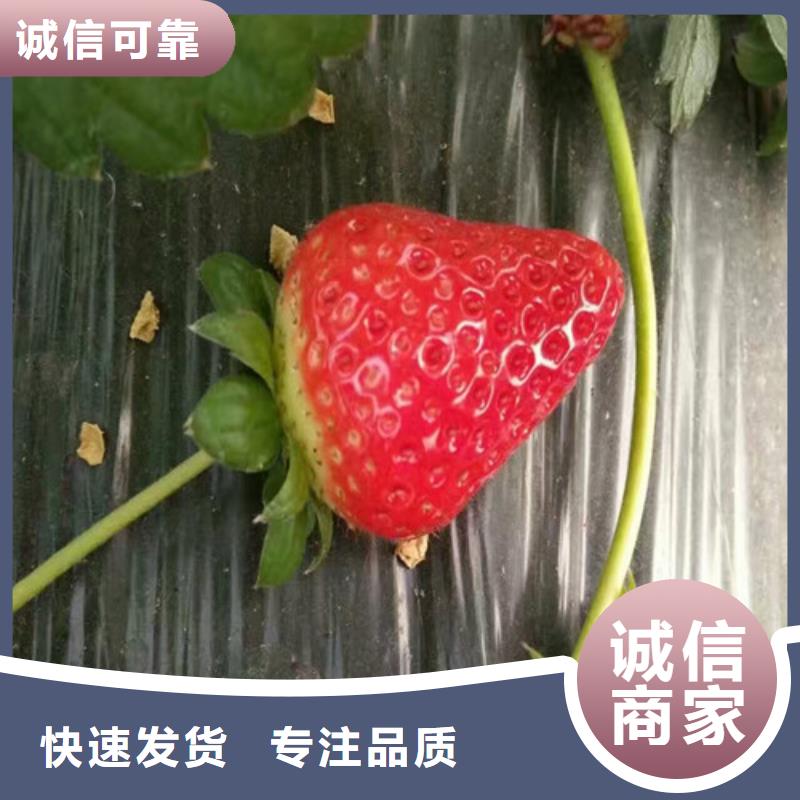 草莓苗【黑珍珠草莓苗】精选好货