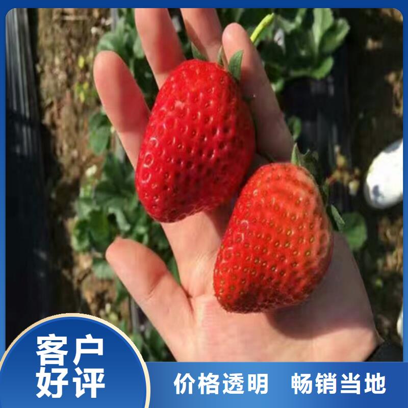 蔚县草莓苗品种培育基地