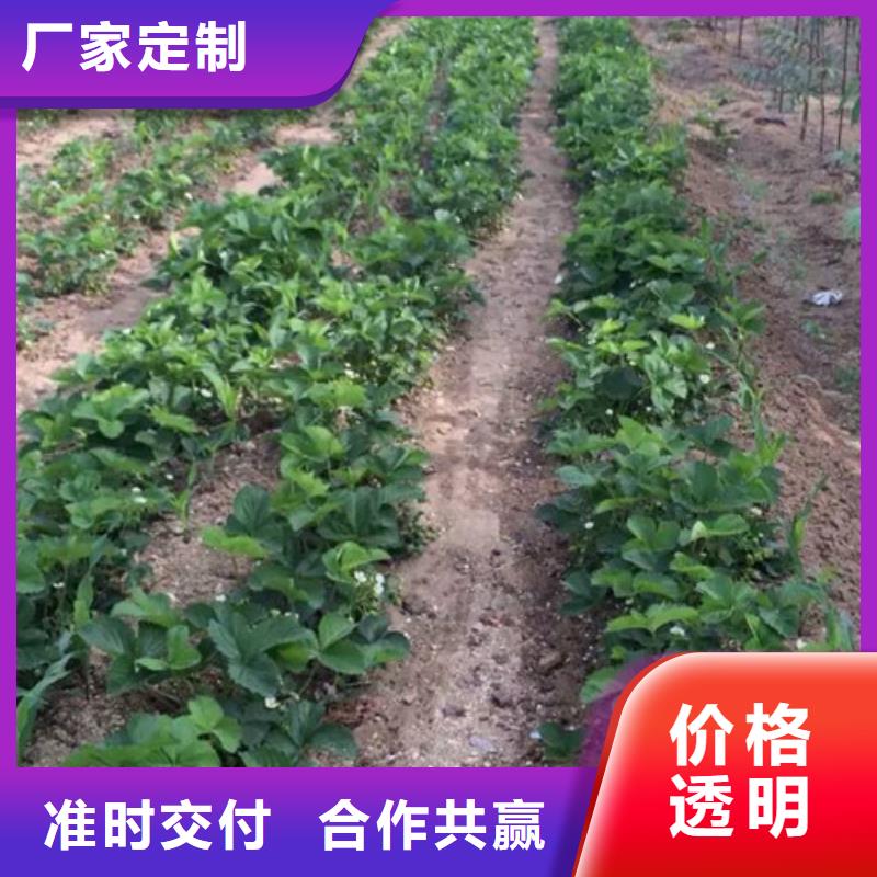 【草莓苗】,果树苗多行业适用