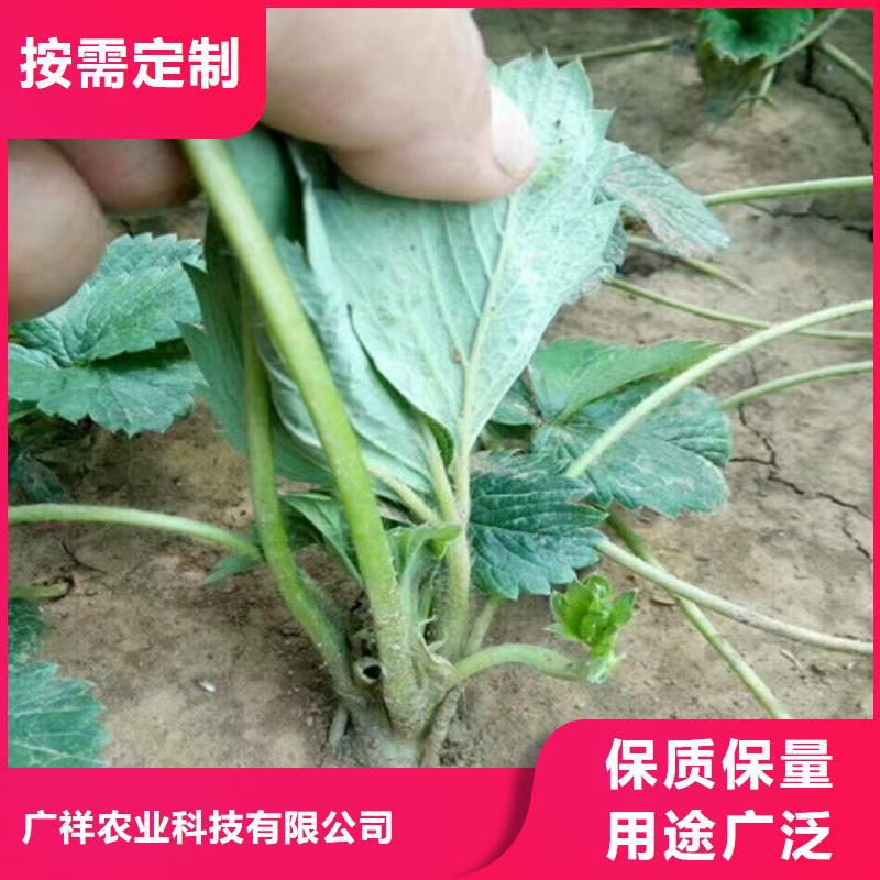 隋珠草莓苗制造厂商