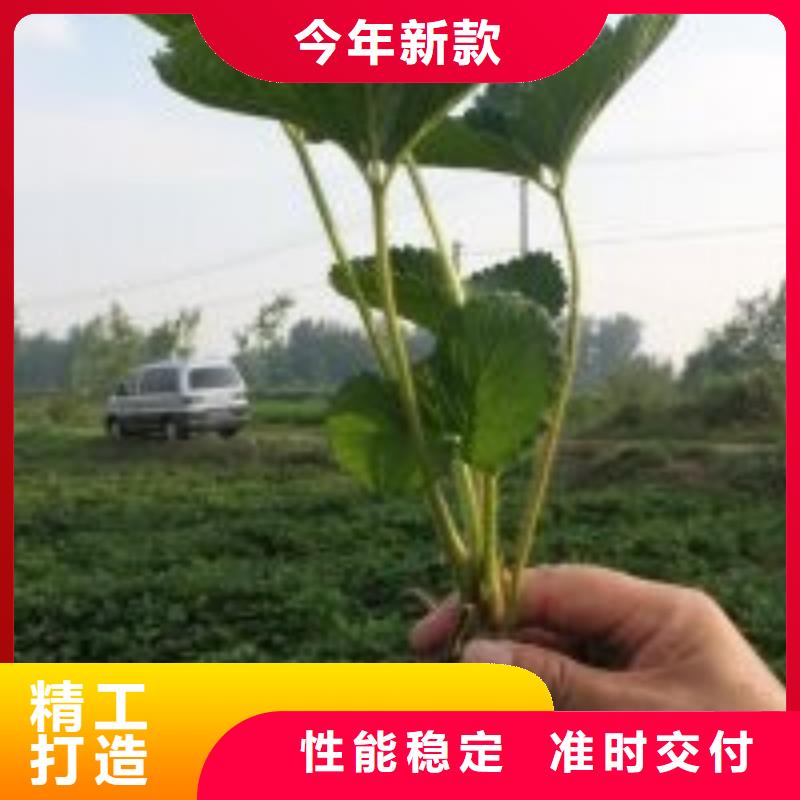 艳丽草莓苗厂家批发零售