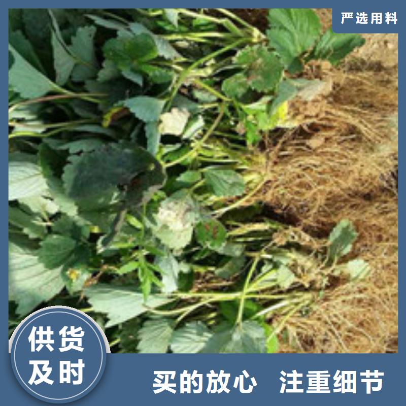 草莓苗樱桃苗好品质售后无忧