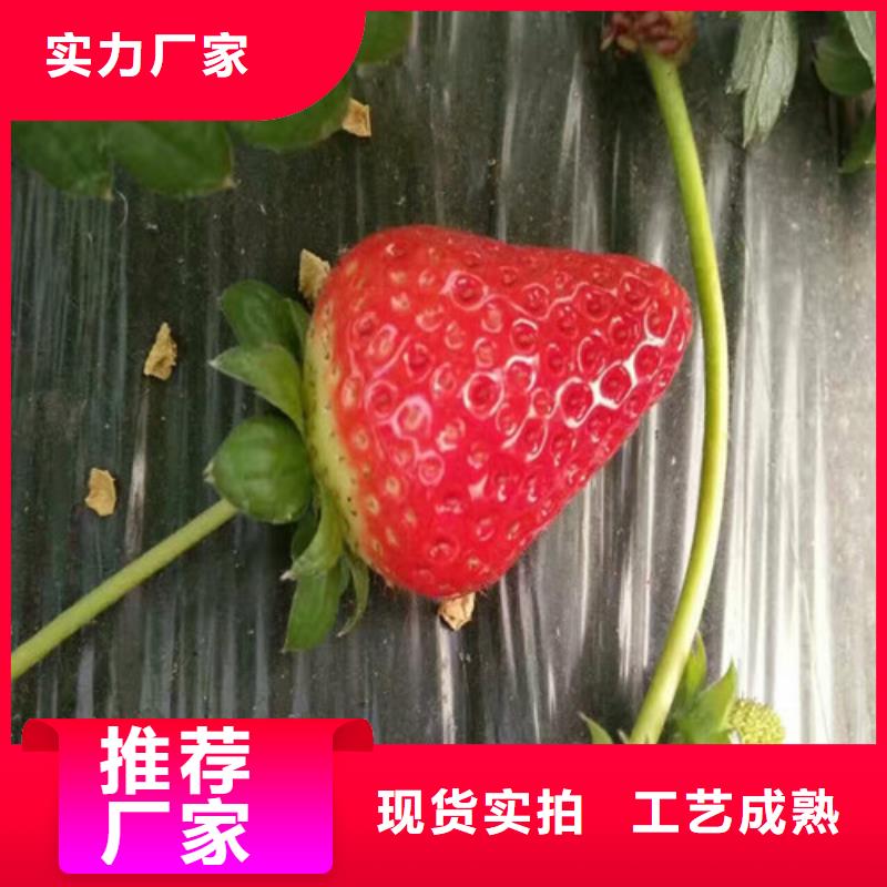 正规章姬草莓苗厂家