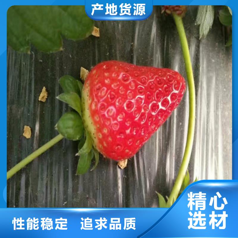 宁玉草莓苗价格