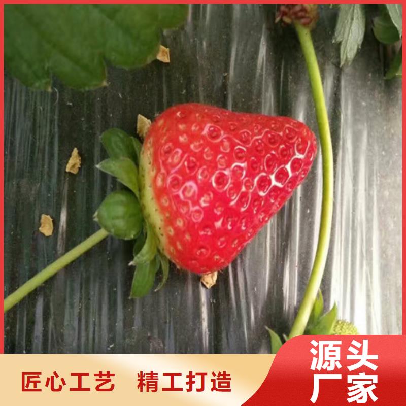草莓苗樱桃苗产品参数
