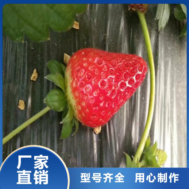 咨询{广祥}【草莓苗】大棚草莓苗自营品质有保障