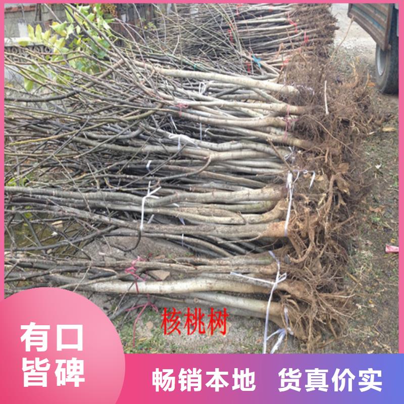 核桃苗【梨树苗基地】产地工厂